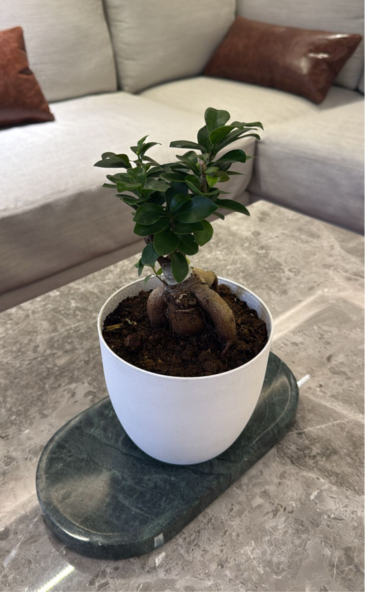 Mini Bonsai plant