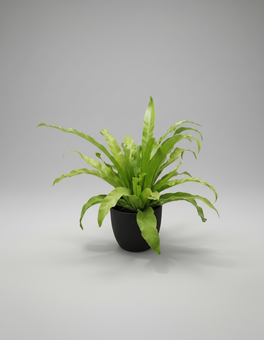 Asplenium Birds Nest Fern