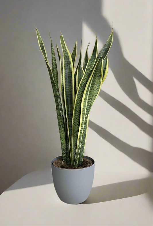 Snake plant - Dracaena trifasciata