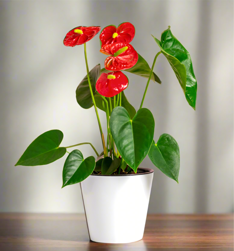 Anthurium