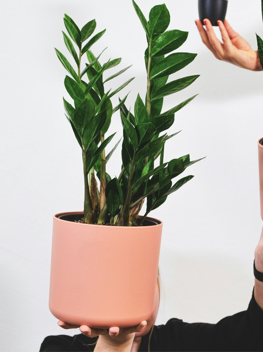 ZZ plant Zamioculcas