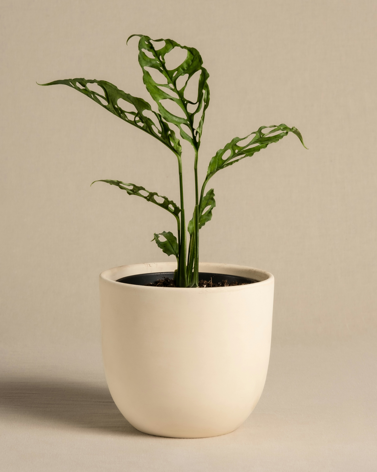 Mini Monstera