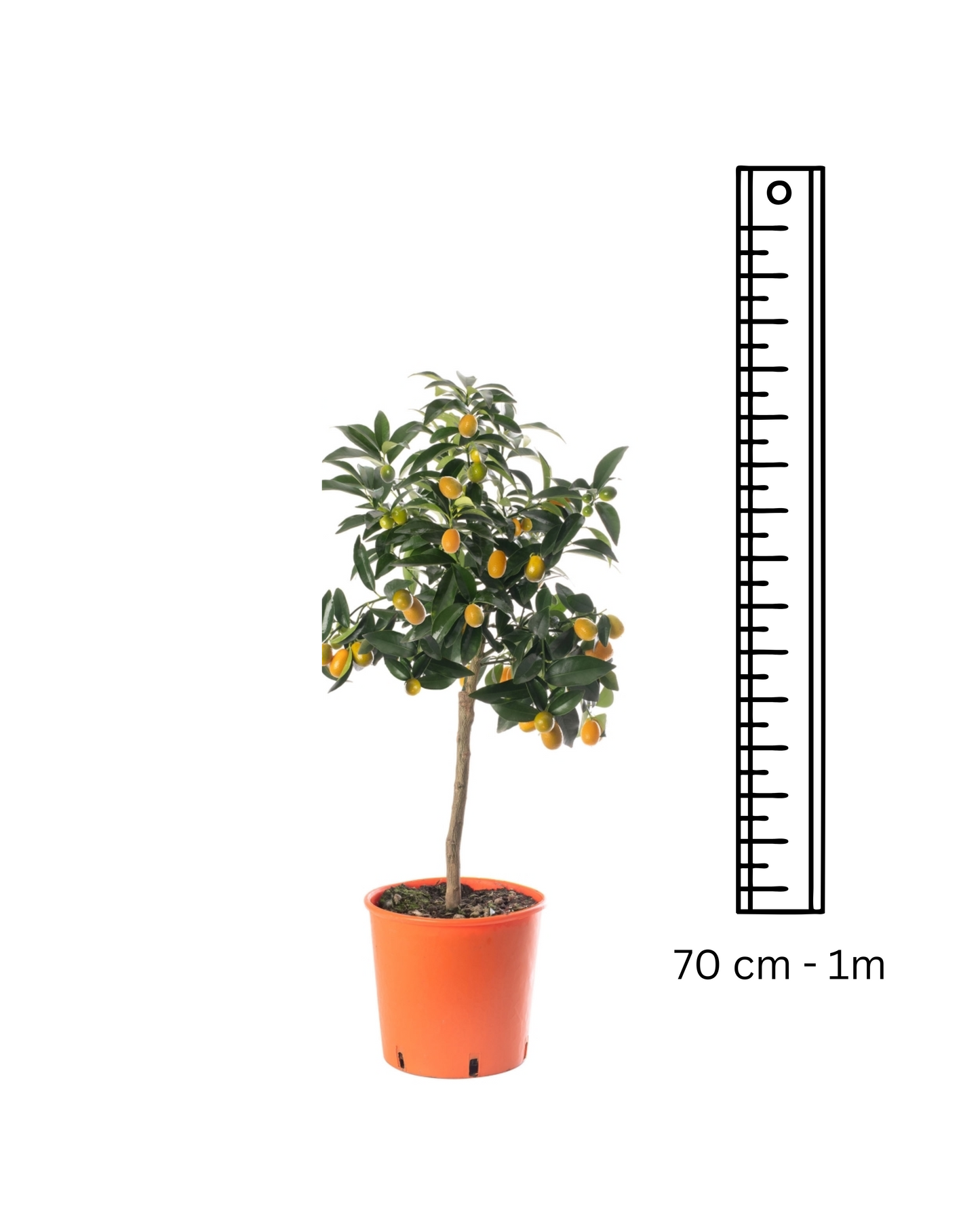 Kumquat