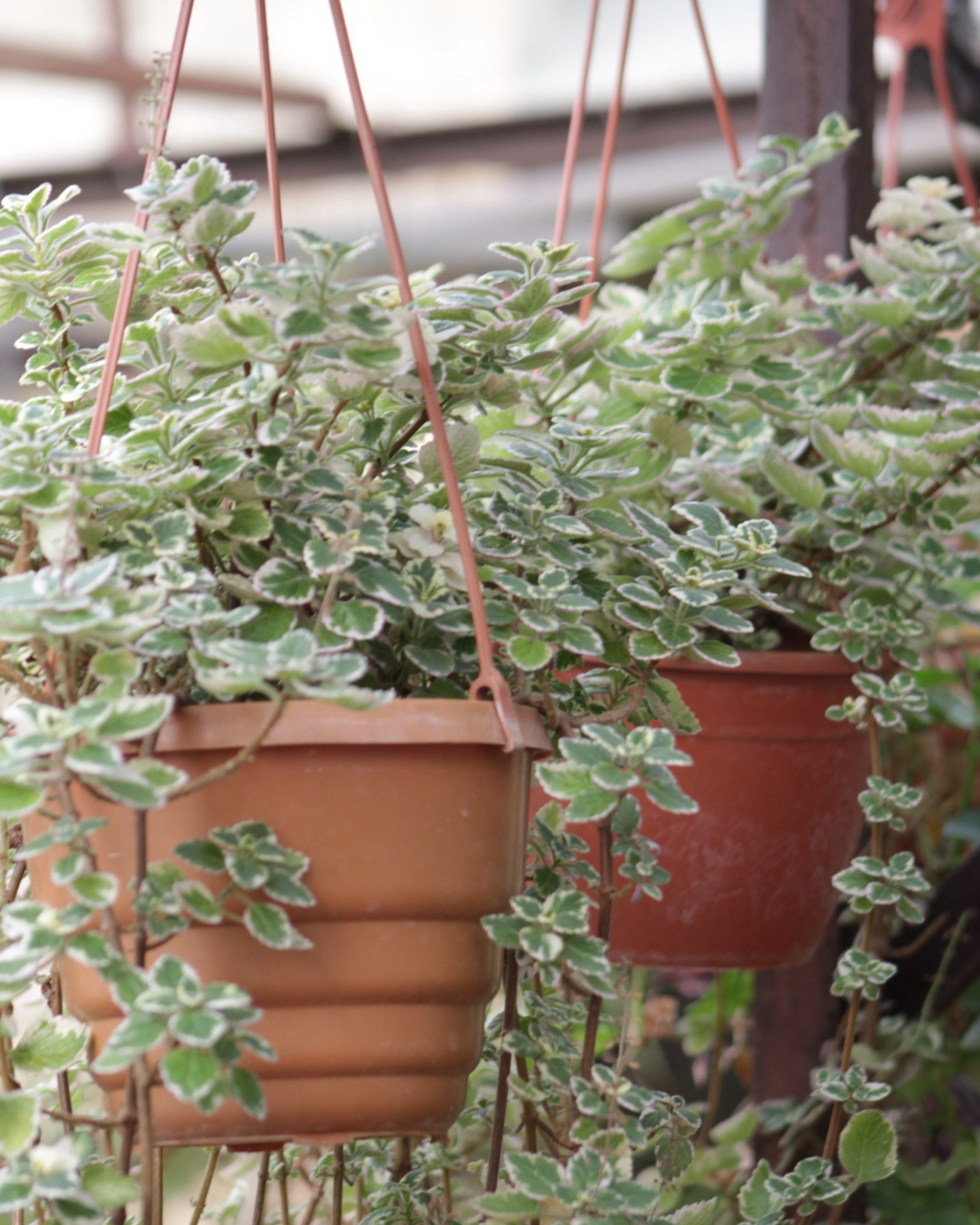 Swedish Ivy Plectranthus verticillatus