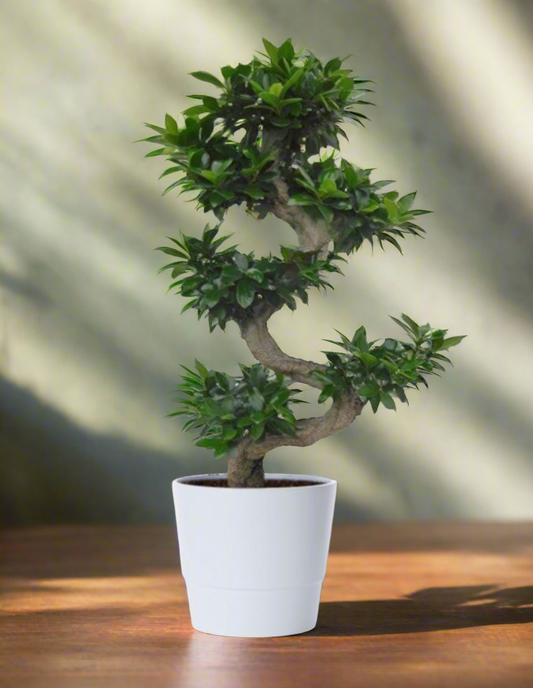 Ficus bonsai
