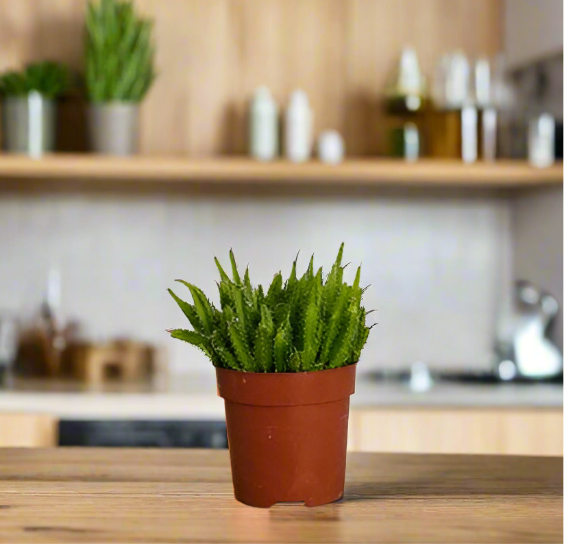 Macho milano MINI cactus