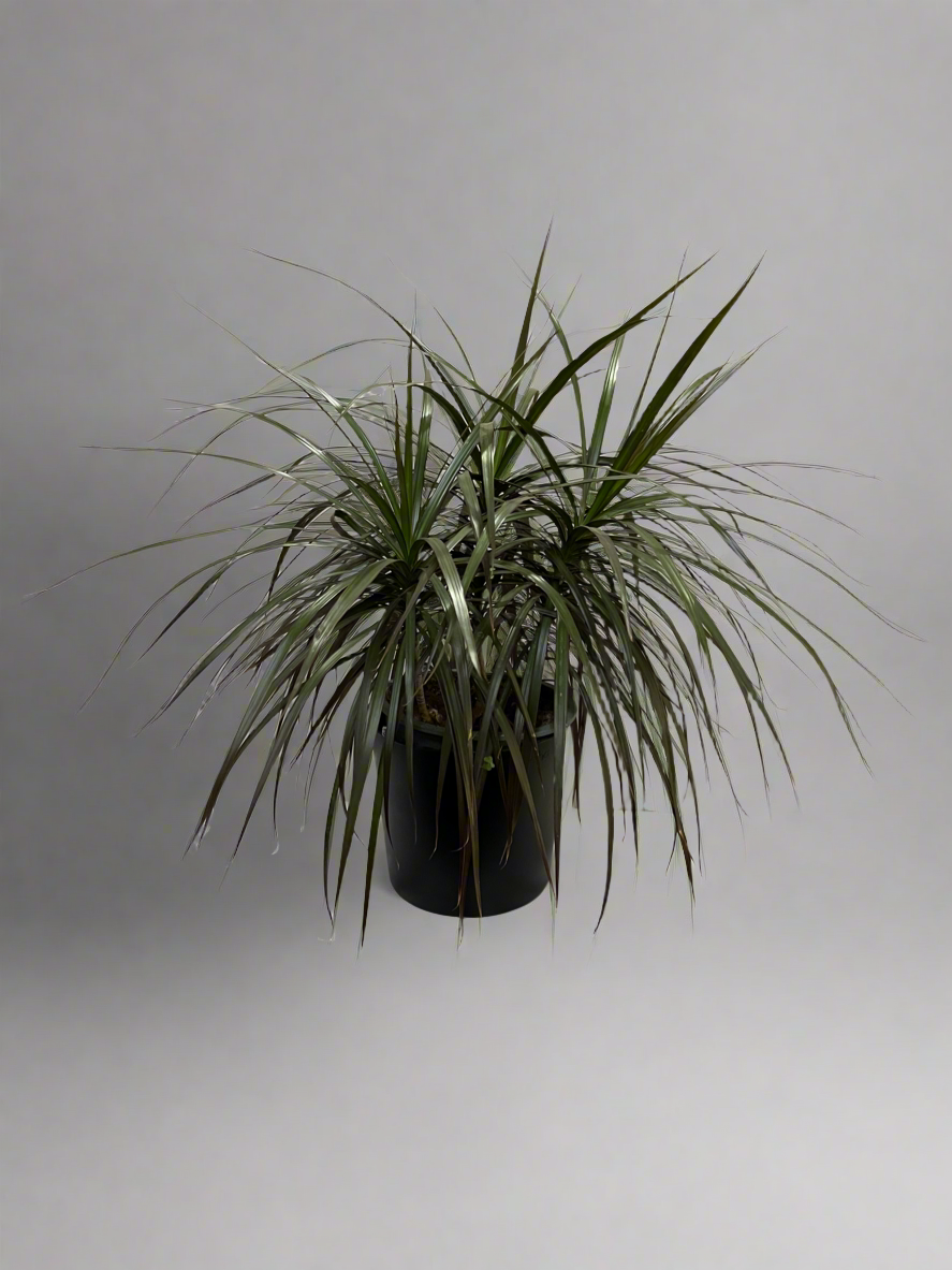 Mini Dracaena