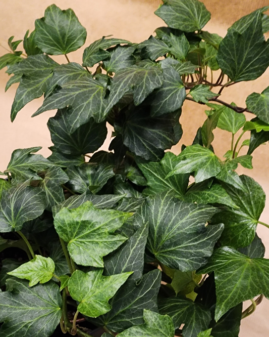 Hedera Helix
