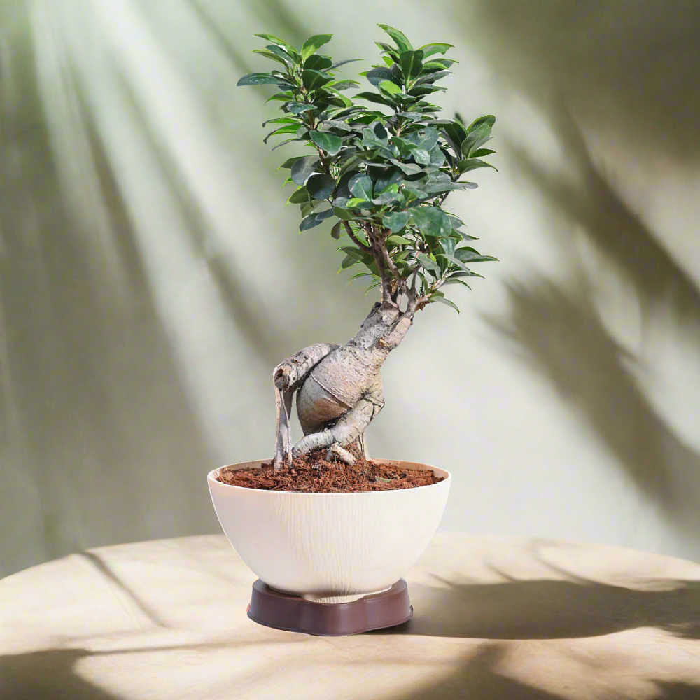 Ficus bonsai