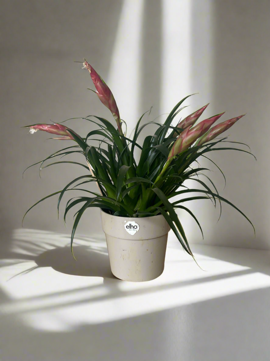 Air plant