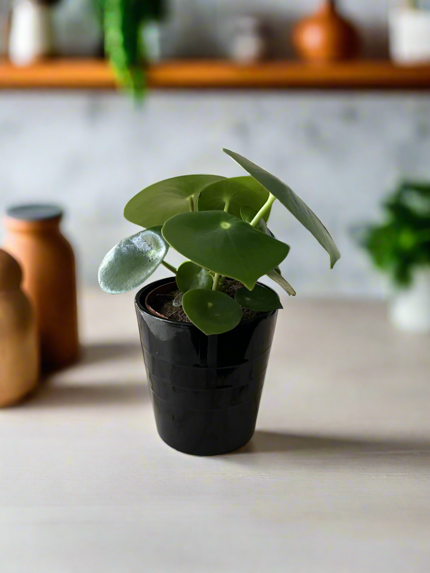 Pilea