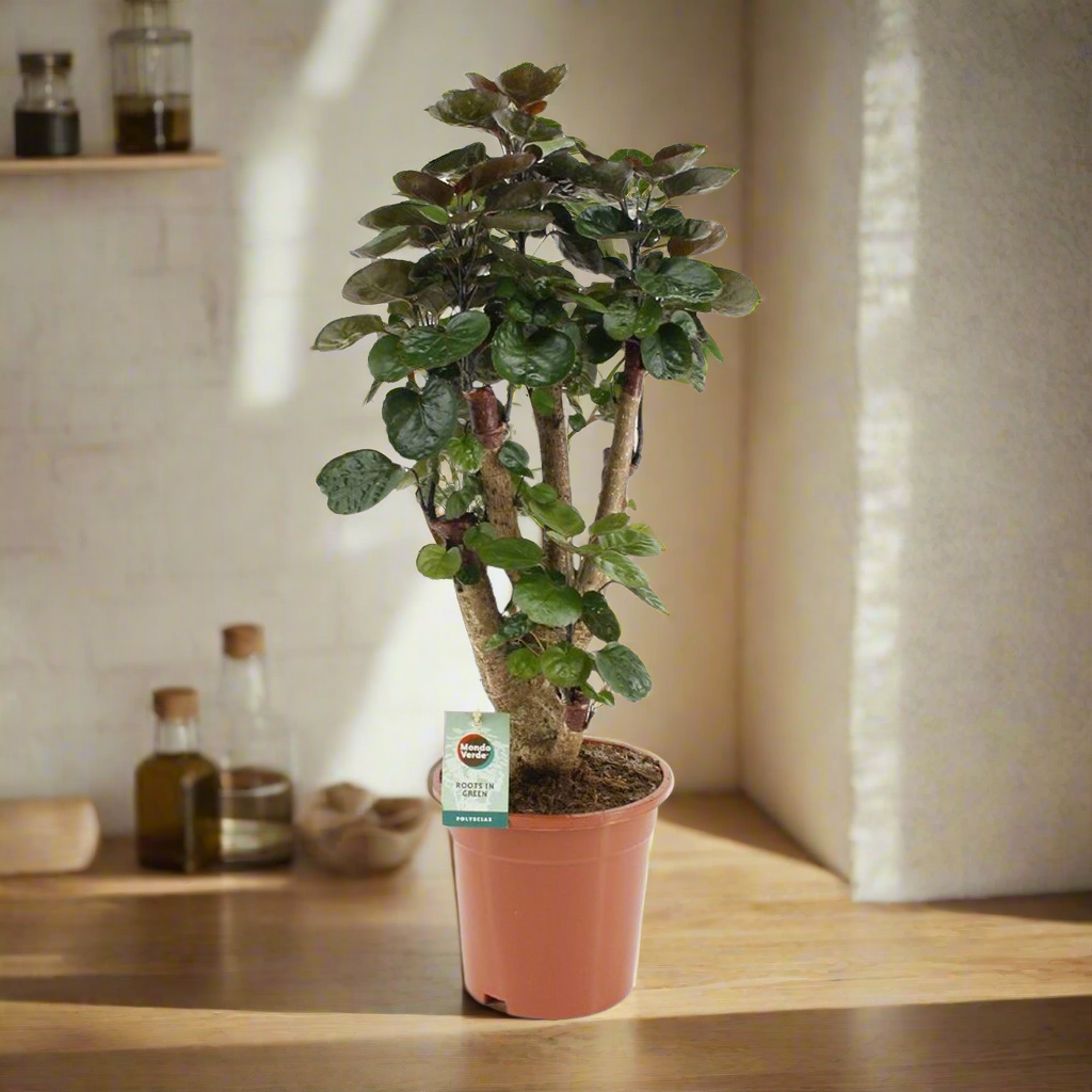 Polyscias