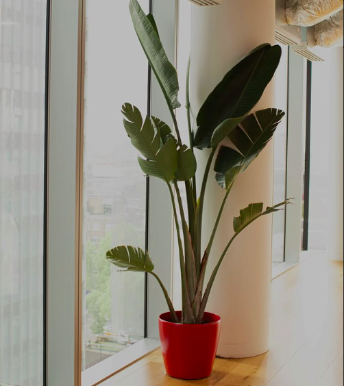 Strelitzia bird of paradise plant