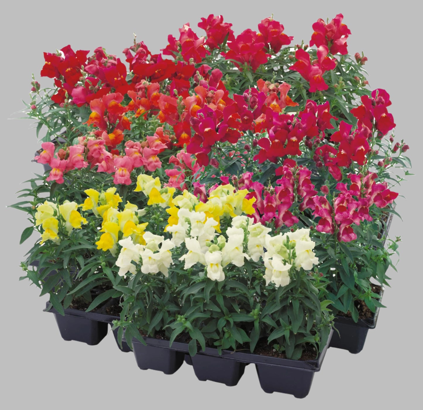 6x Snap dragon