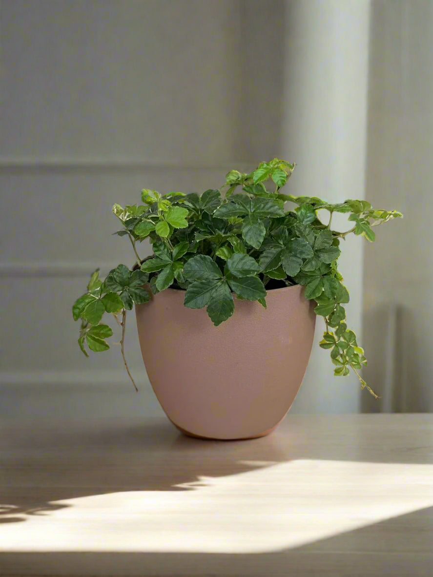 Parthenocissus sugar vine