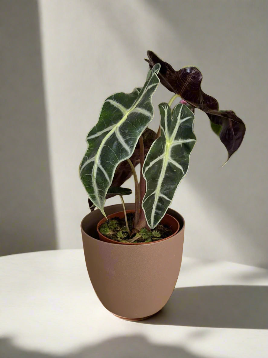 Alocasia amazonica