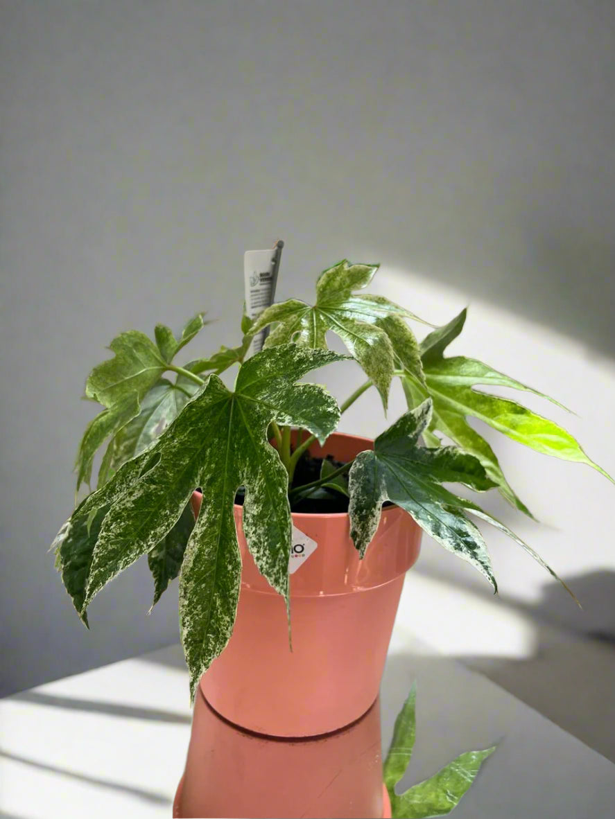 Fatsia varigata