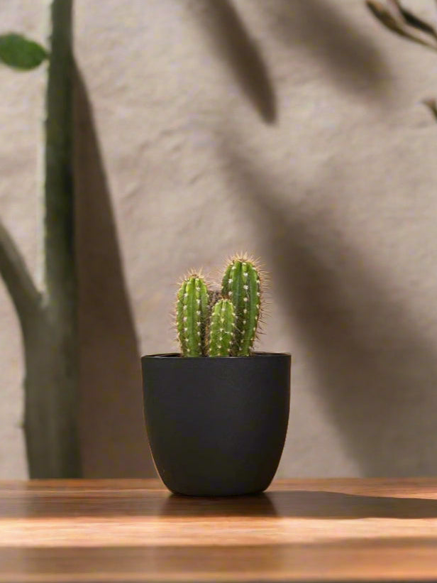 Torch Cactus