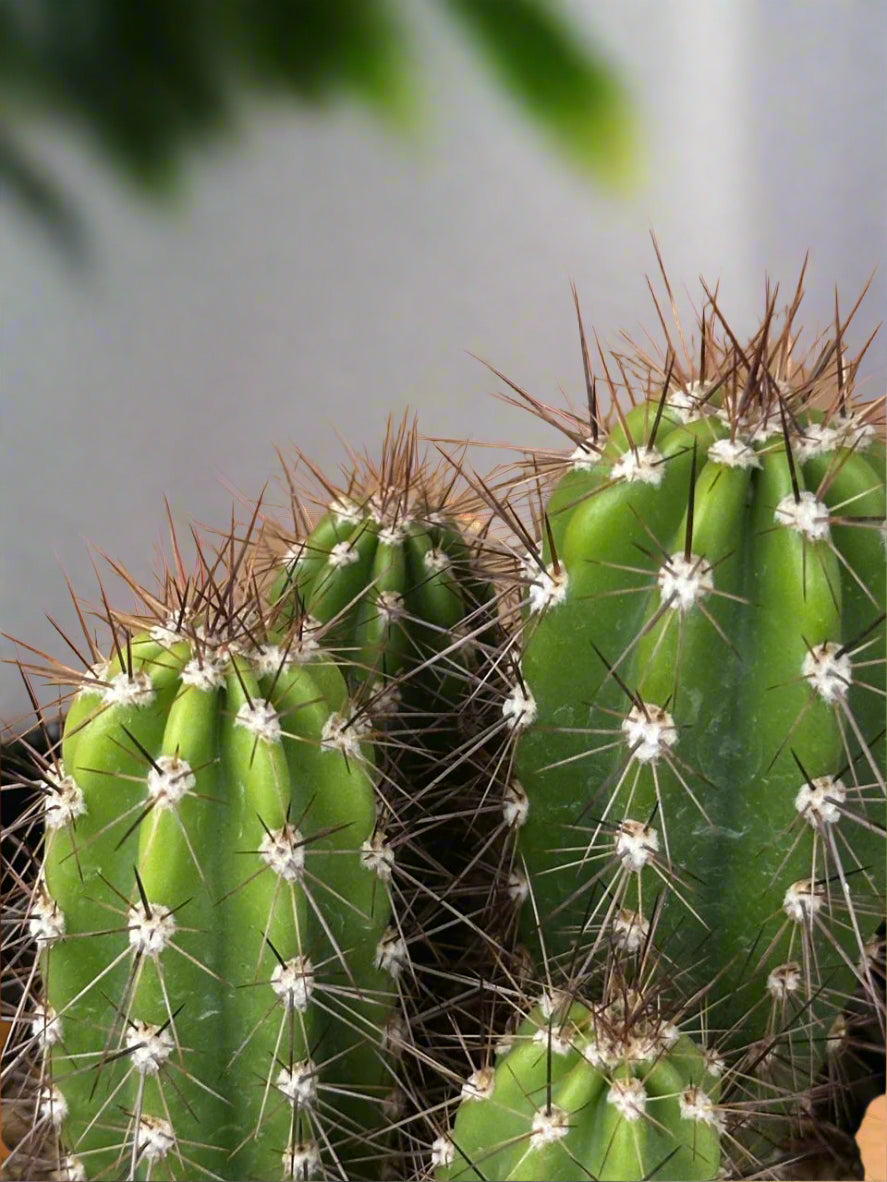Torch Cactus