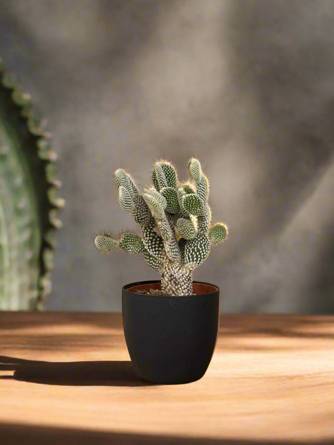 Opunita Microdasys