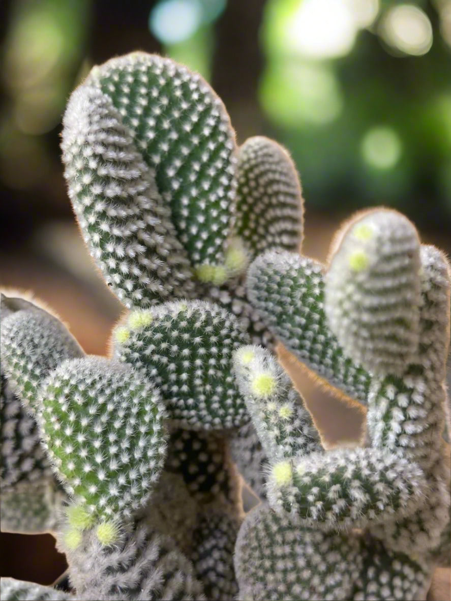 Opunita Microdasys