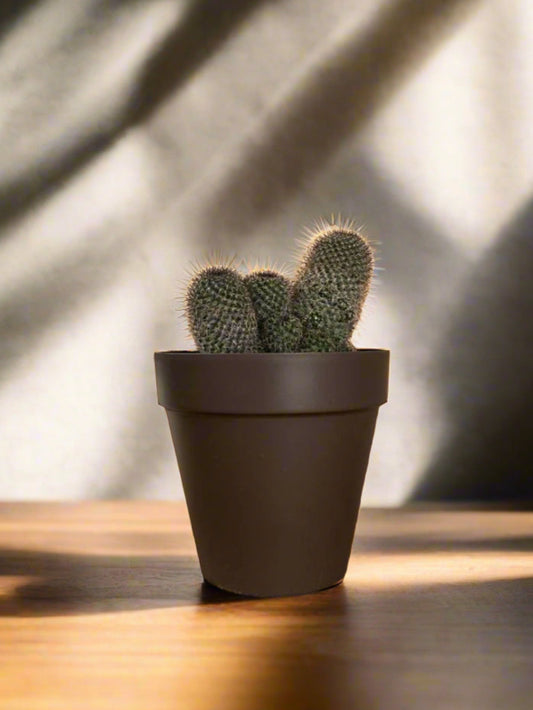 Pickly cacti