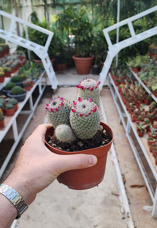 Globe cactus