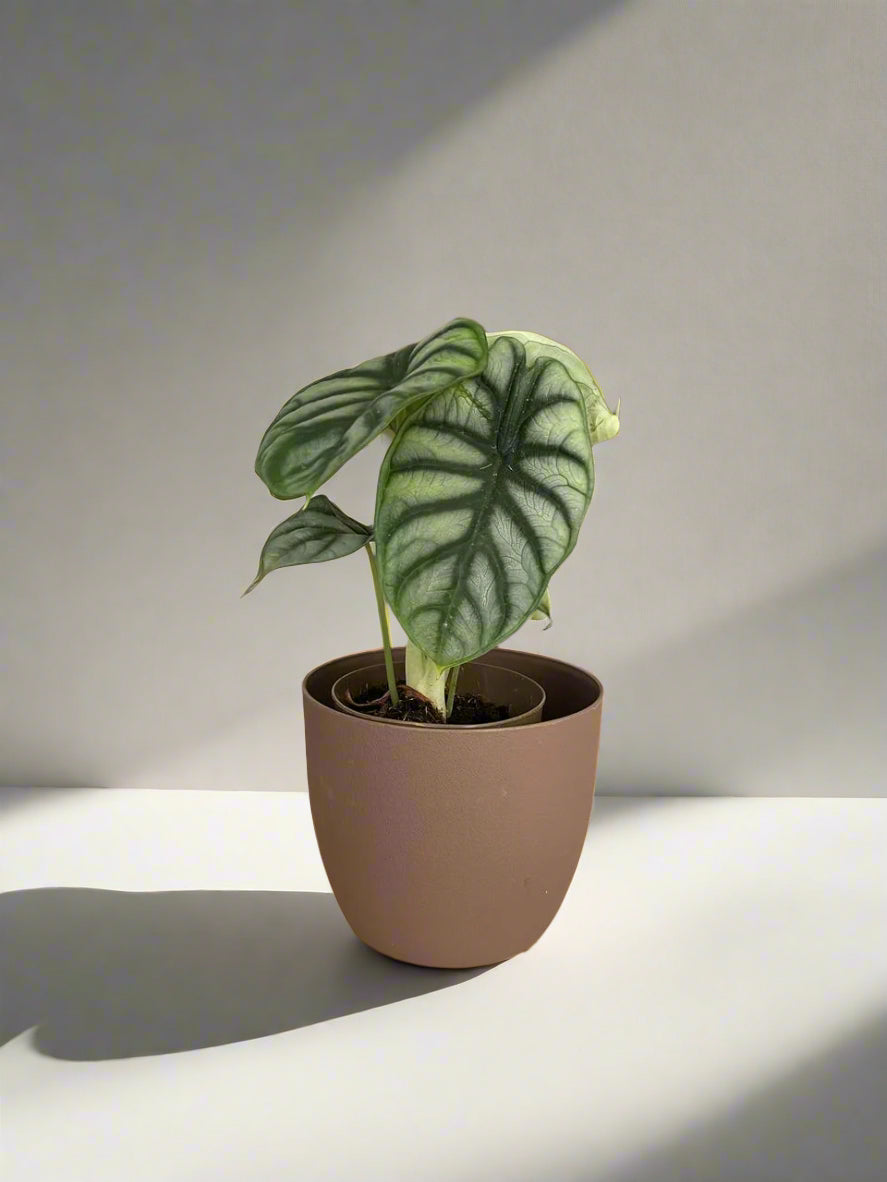 Alocasia nebula