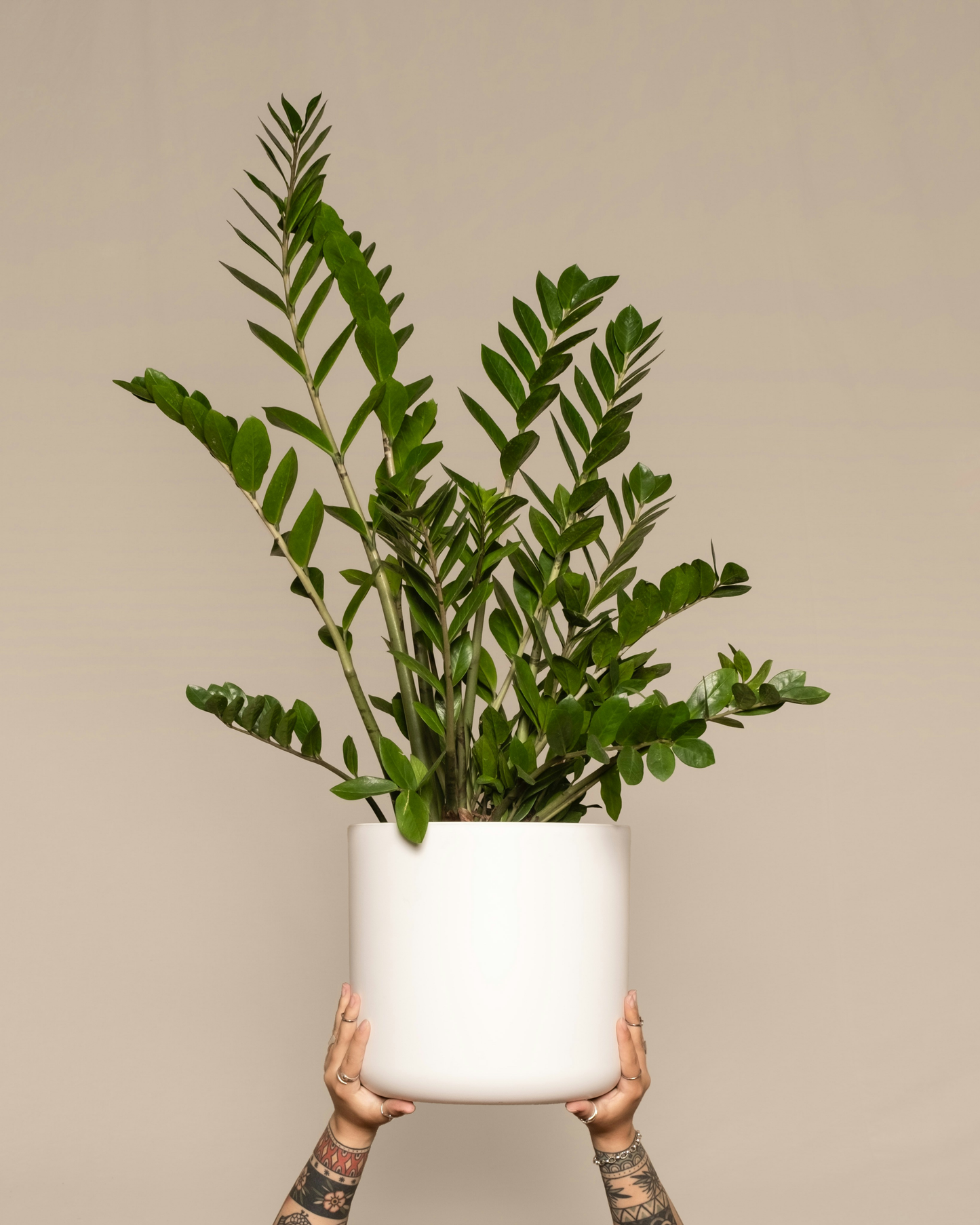 ZZ plant Zamioculcas