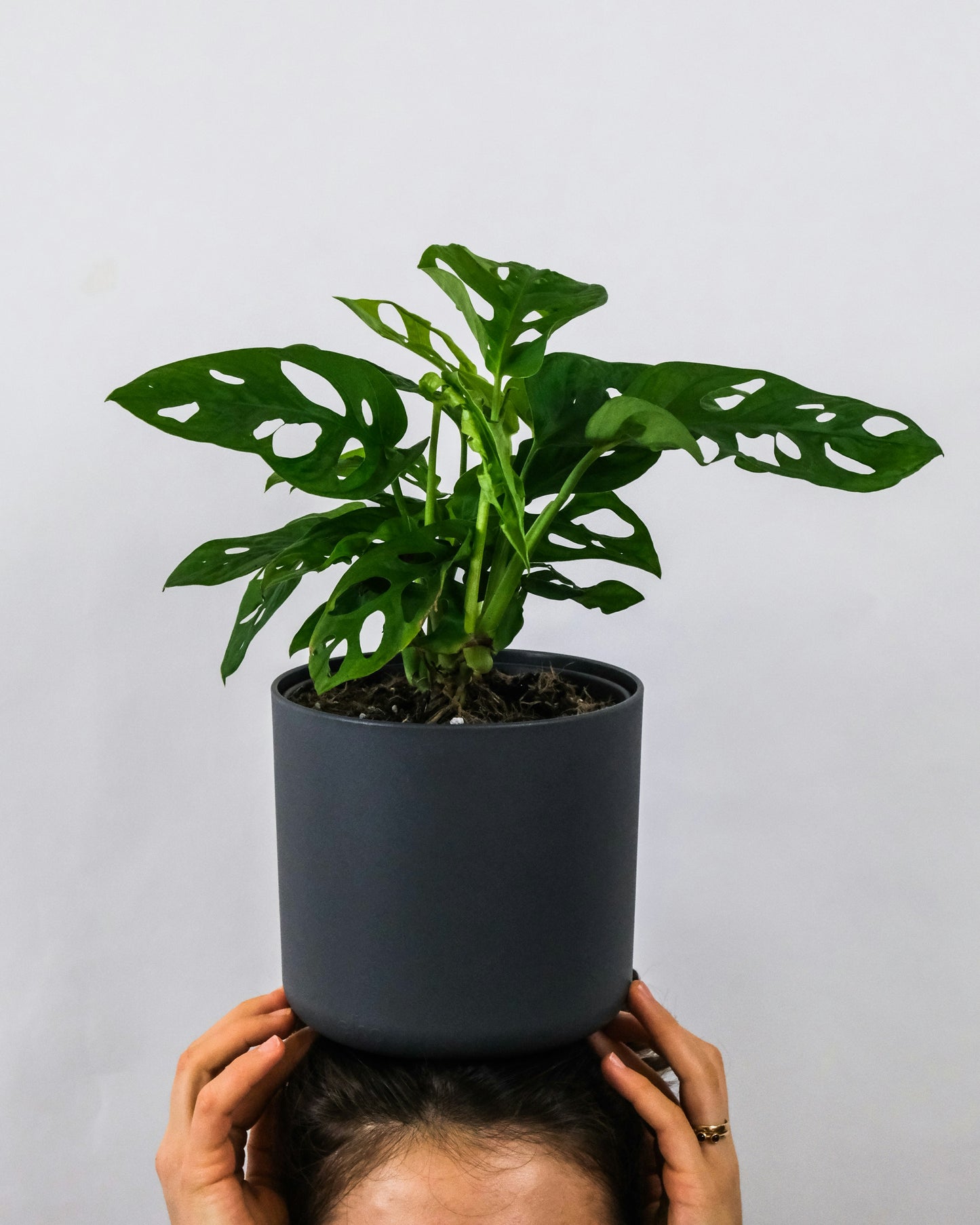 Monstera Swiss Cheese adansonii