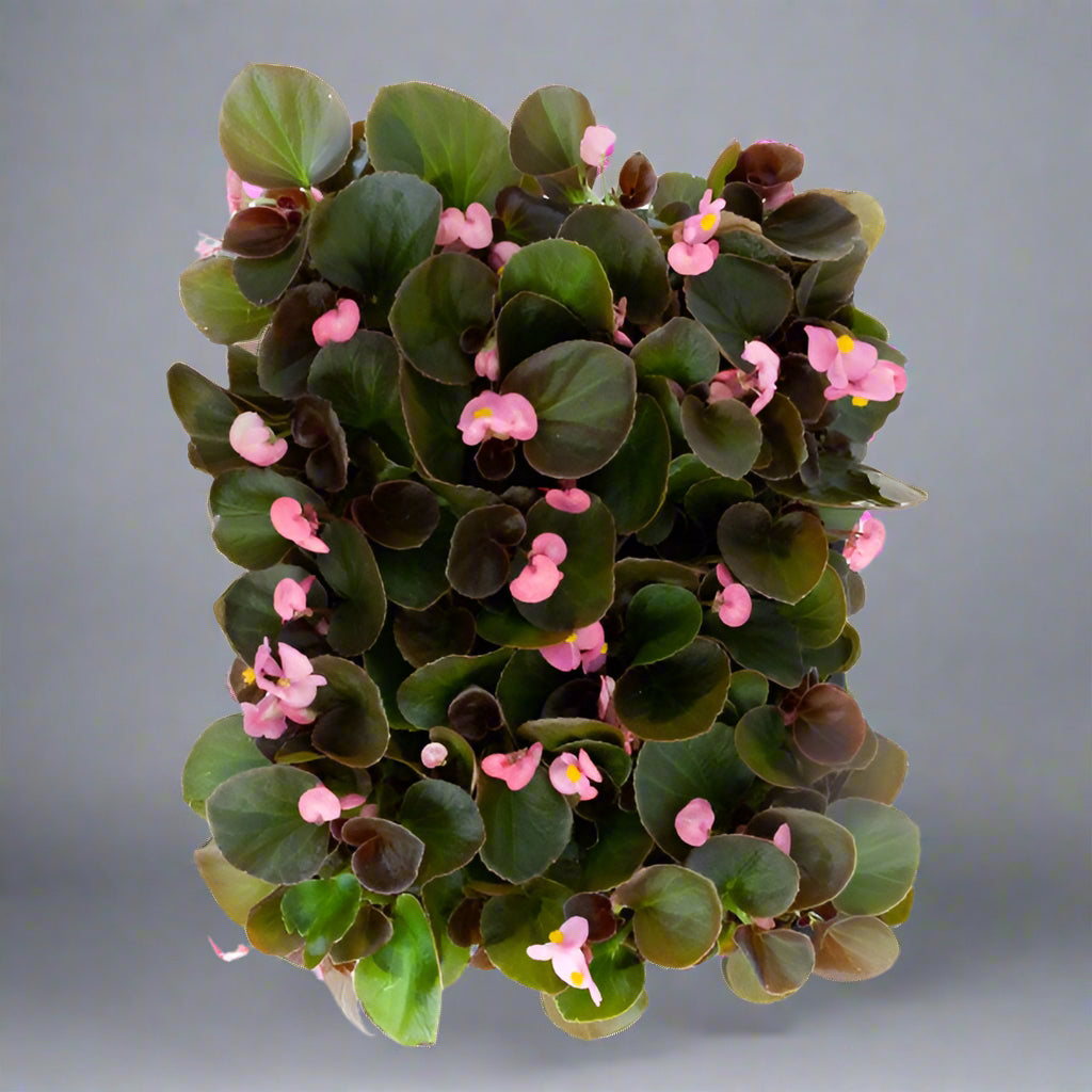10x Begonia