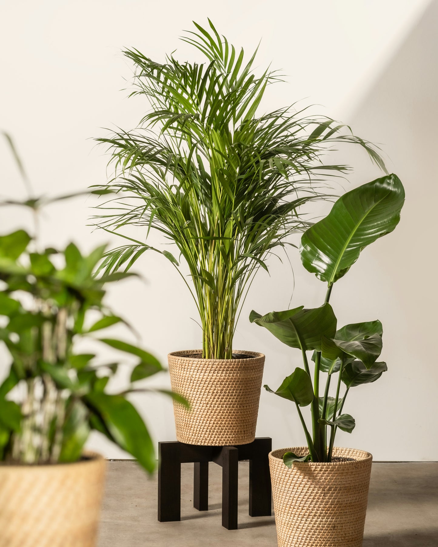 Evergreen Elegance