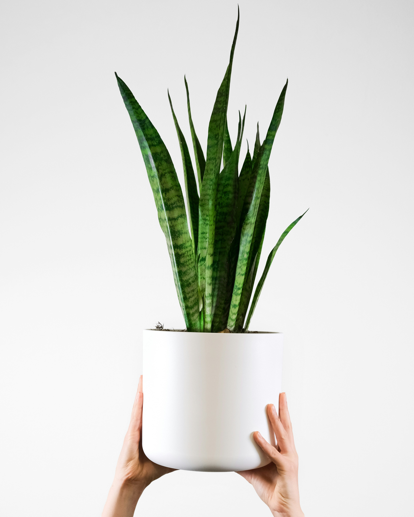 Snake plant - Dracaena trifasciata