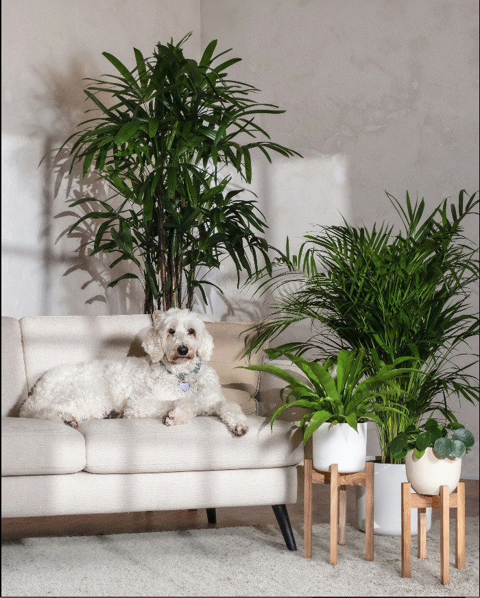 Pet friendly plants