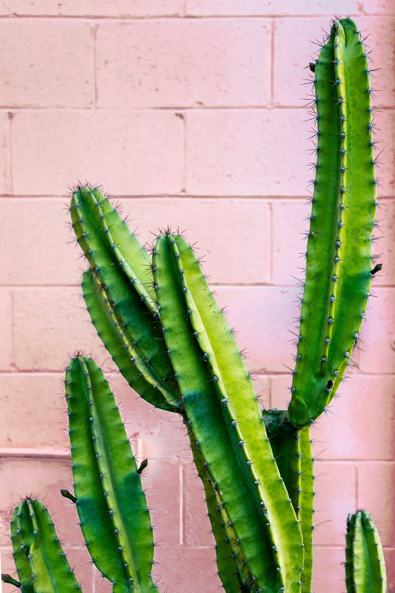 Cactus Collection