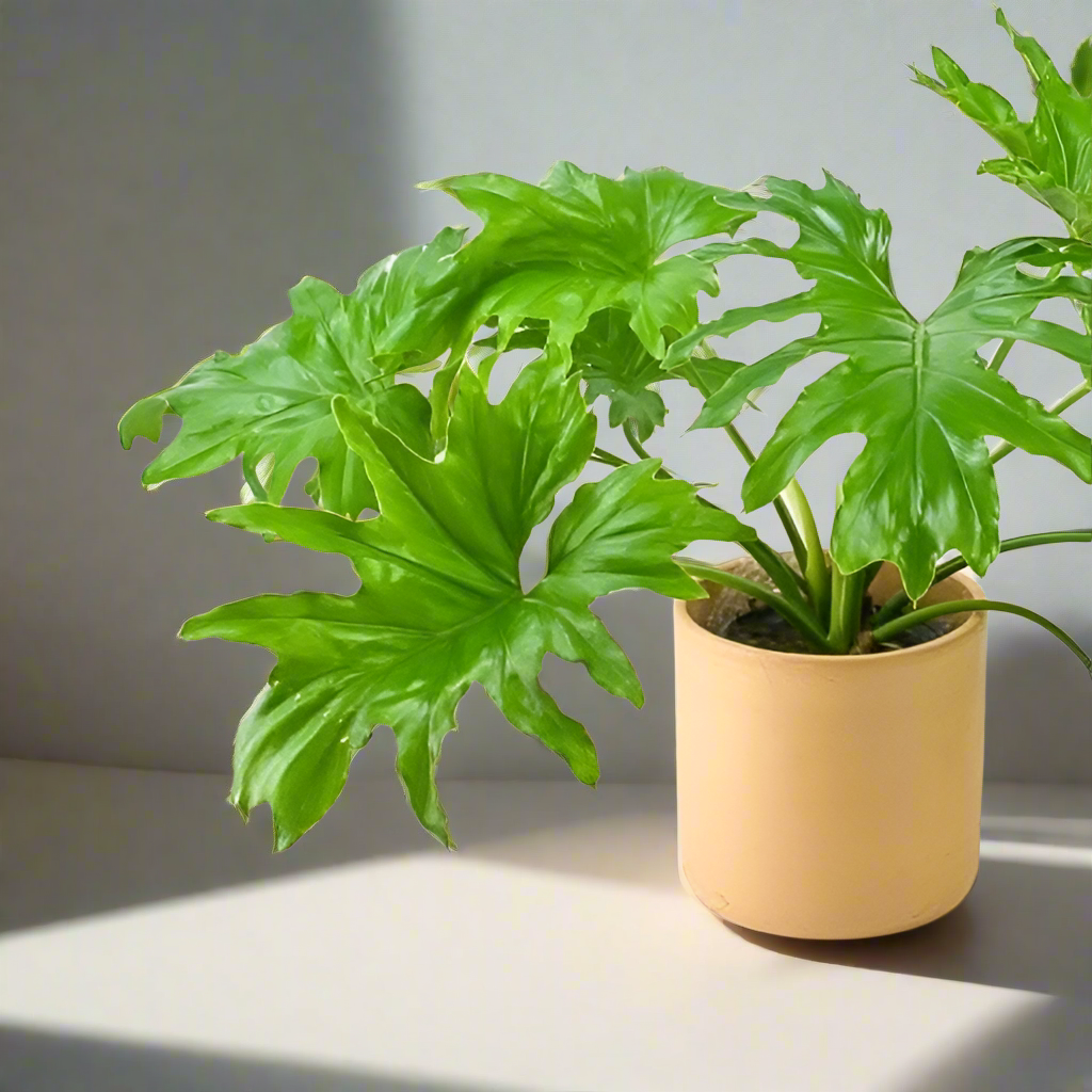 Philodendron selloum