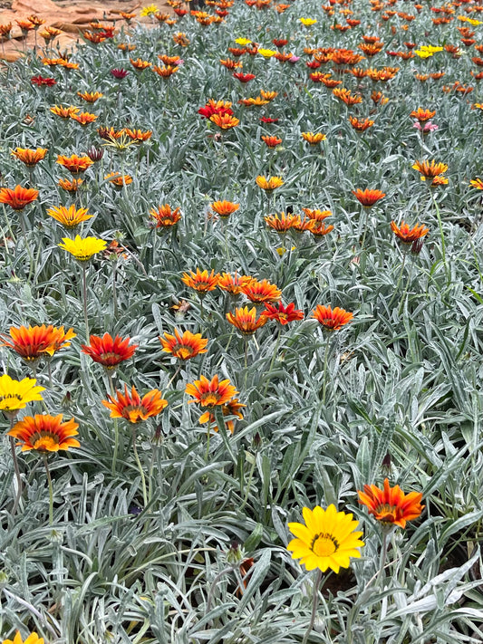 10x Gazania