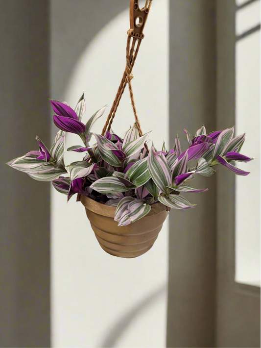 Tradescantia hanger