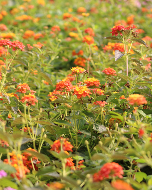 10 Lantana