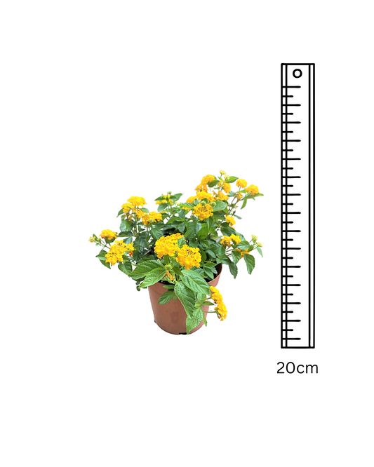 10 Lantana