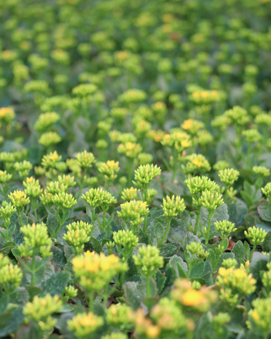 Kalanchoe