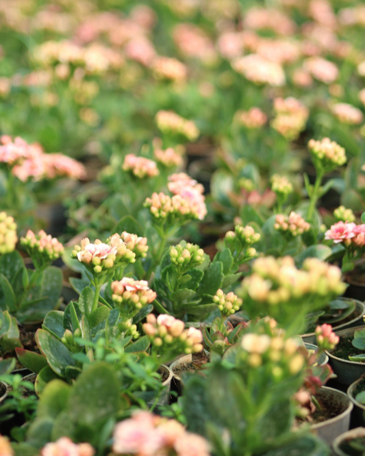 Kalanchoe