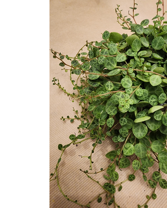 Peperomia string of Turtles