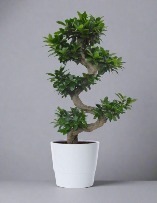 Ficus bonsai