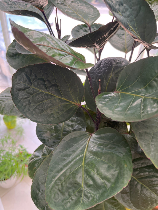 Polyscias