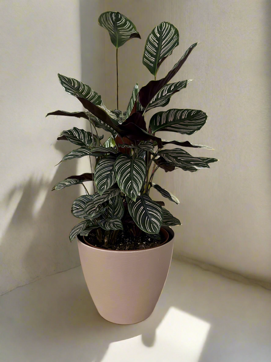 Calathea