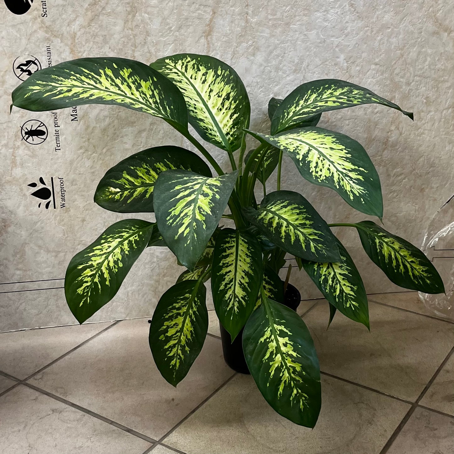 Dieffenbachia