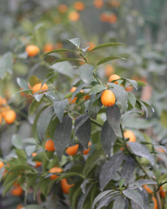 Kumquat