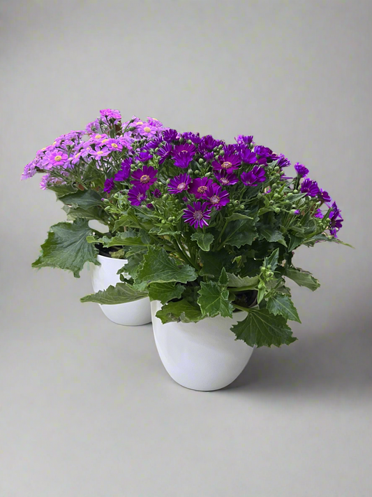 Cineraria