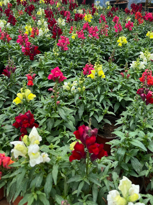 6x Snap dragon